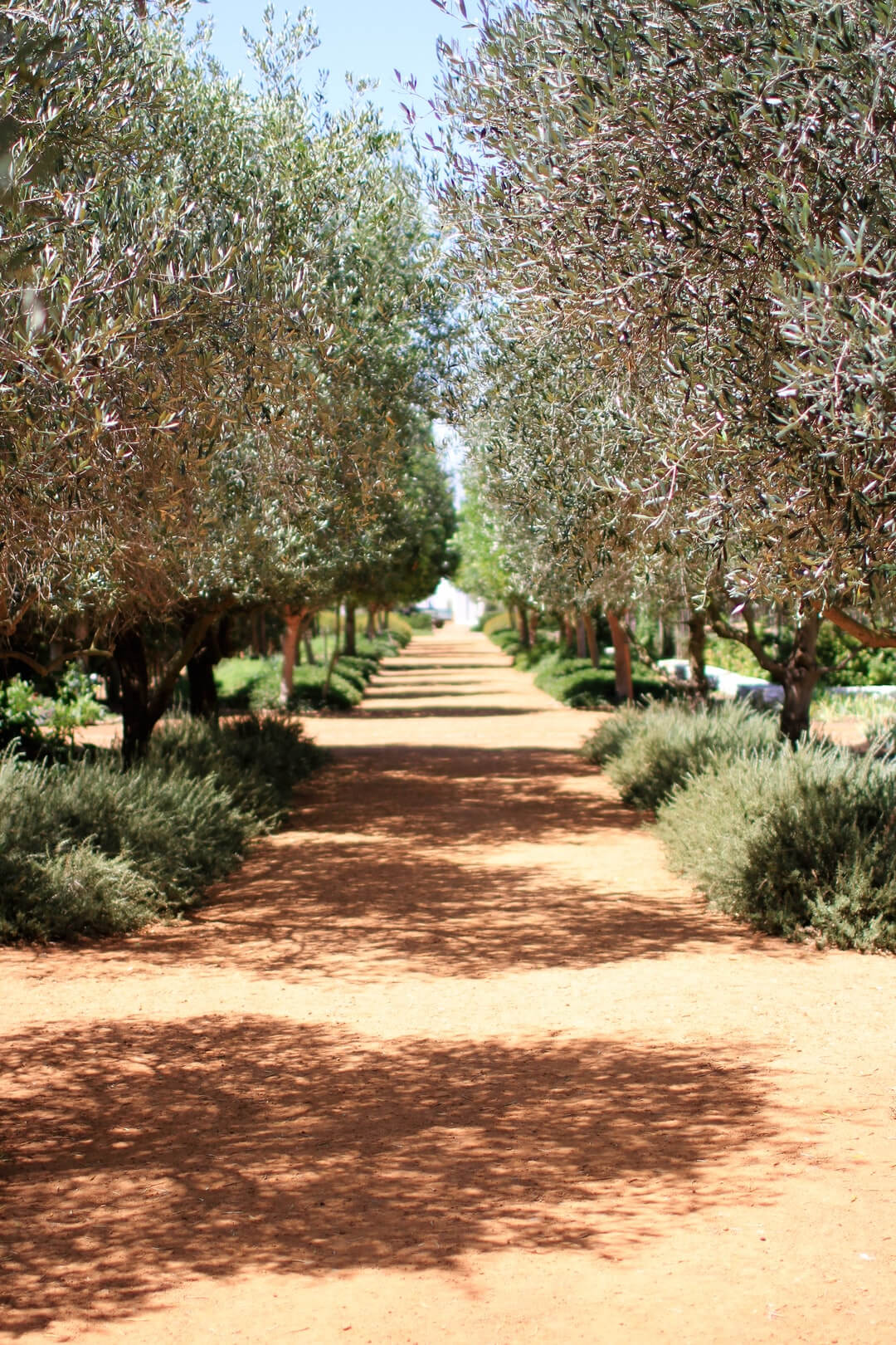 Un voyage agréable dans les jardins d'oliviers