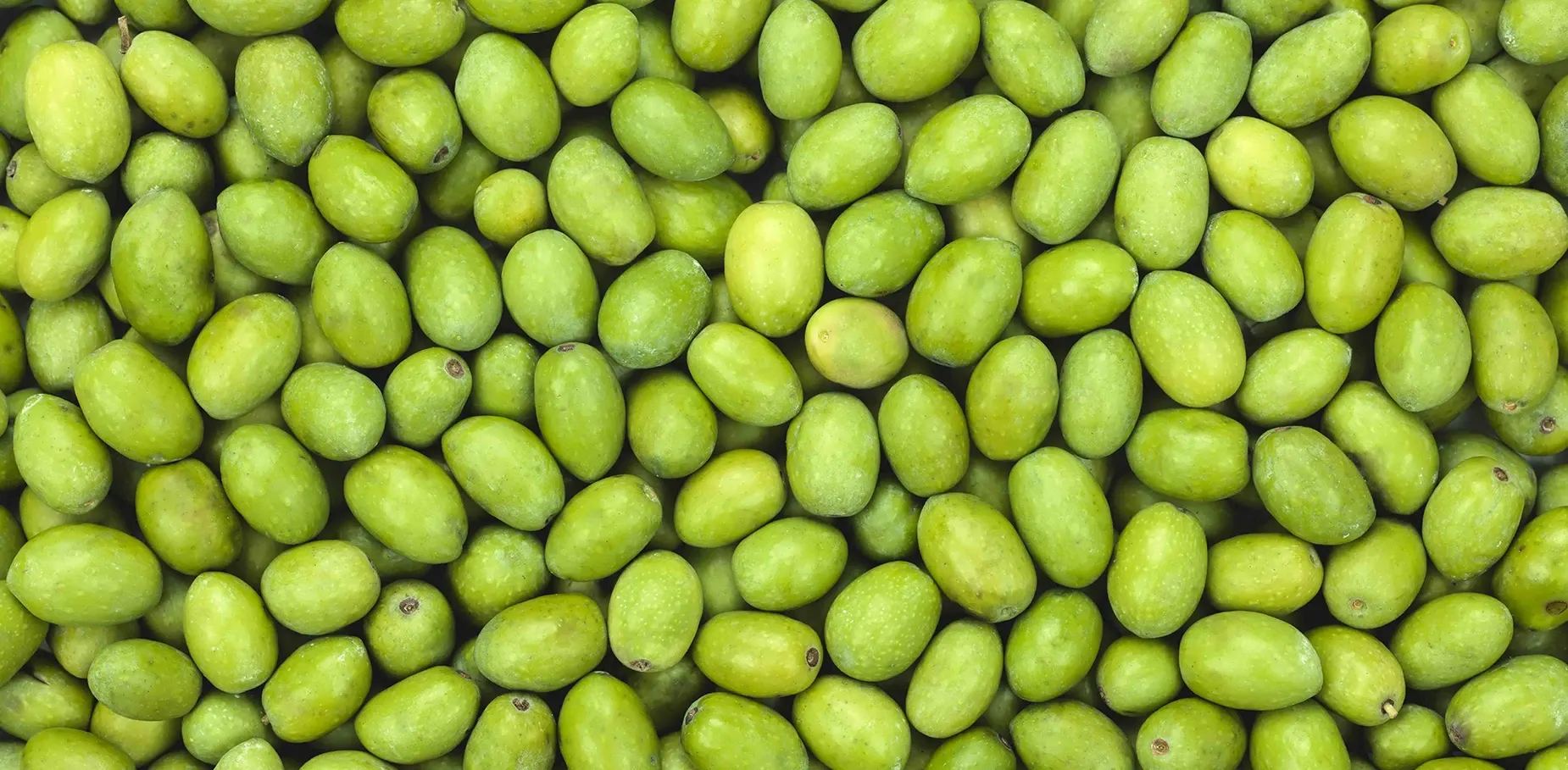 Olive Tree's Elixir to Life