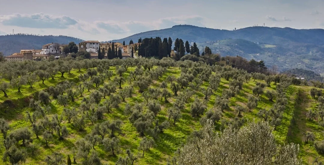 The secret behind the special design of OOVIVA olive trees